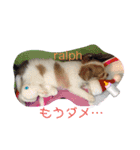 love my dogs♡choco chip ralph（個別スタンプ：12）