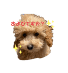 ちゅんちのわんこ（個別スタンプ：6）