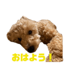 ちゅんちのわんこ（個別スタンプ：9）