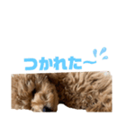 ちゅんちのわんこ（個別スタンプ：15）