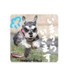 わがやのRunさん（個別スタンプ：1）