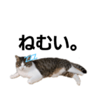 猫のトムスタンプ！（個別スタンプ：2）