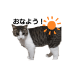 猫のトムスタンプ！（個別スタンプ：5）