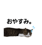 猫のトムスタンプ！（個別スタンプ：6）