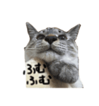 奄美の方言にゃんこ しんぞうくん（個別スタンプ：6）