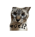 奄美の方言にゃんこ しんぞうくん（個別スタンプ：10）