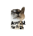 奄美の方言にゃんこ しんぞうくん（個別スタンプ：11）