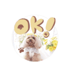 アネミルのスタンプだよん（個別スタンプ：1）