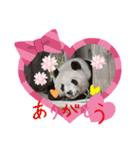 アニマルでごあいさつ（個別スタンプ：3）