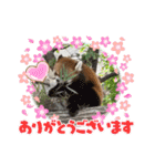 アニマルでごあいさつ（個別スタンプ：11）