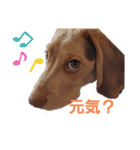 ビーグル犬のベックマン②（個別スタンプ：1）