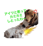 ビーグル犬のベックマン②（個別スタンプ：5）