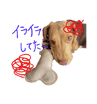 ビーグル犬のベックマン②（個別スタンプ：7）