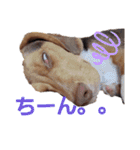 ビーグル犬のベックマン②（個別スタンプ：8）