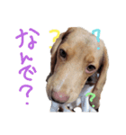 ビーグル犬のベックマン②（個別スタンプ：9）