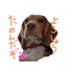 ビーグル犬のベックマン②（個別スタンプ：13）