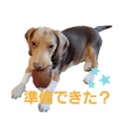 ビーグル犬のベックマン②（個別スタンプ：15）