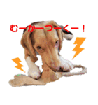 ビーグル犬のベックマン②（個別スタンプ：16）