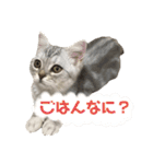 こねこののあたんぷ（個別スタンプ：1）
