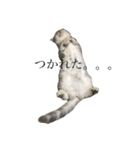 こねこののあたんぷ（個別スタンプ：4）