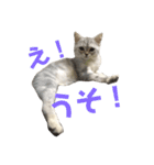 こねこののあたんぷ（個別スタンプ：5）