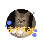 こねこののあたんぷ（個別スタンプ：7）