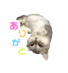 こねこののあたんぷ（個別スタンプ：11）