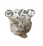 こねこののあたんぷ（個別スタンプ：12）