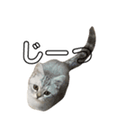 こねこののあたんぷ（個別スタンプ：13）