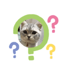 こねこののあたんぷ（個別スタンプ：14）