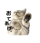 こねこののあたんぷ（個別スタンプ：15）