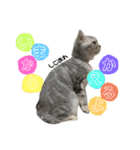 こねこののあたんぷ（個別スタンプ：16）