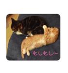 ミア、クレア、ネオファミリー＋タマ（個別スタンプ：4）