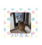ミア、クレア、ネオファミリー＋タマ（個別スタンプ：11）