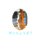 ミア、クレア、ネオファミリー＋タマ（個別スタンプ：32）