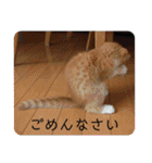 ミア、クレア、ネオファミリー＋タマ（個別スタンプ：38）