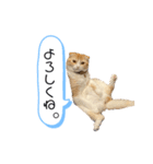 お嬢(ひな)スタンプ（個別スタンプ：1）