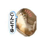 お嬢(ひな)スタンプ（個別スタンプ：5）