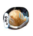 お嬢(ひな)スタンプ（個別スタンプ：6）