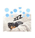 シルバーダップルのえるも（個別スタンプ：12）