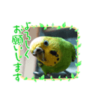 インコのきくちゃん2（個別スタンプ：1）