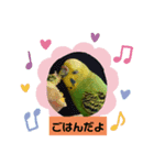 インコのきくちゃん2（個別スタンプ：3）