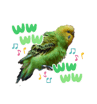 インコのきくちゃん2（個別スタンプ：6）
