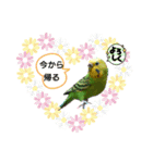 インコのきくちゃん2（個別スタンプ：8）
