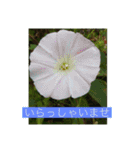 オプちゃで使えるスタンプ  1（個別スタンプ：6）