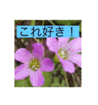 オプちゃで使えるスタンプ  1（個別スタンプ：9）