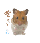 ちくわしゃんの日常（個別スタンプ：1）