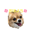 イヴちゃんーチワワだワンU^ェ^U（個別スタンプ：1）