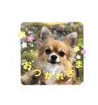 イヴちゃんーチワワだワンU^ェ^U（個別スタンプ：4）
