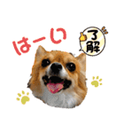 イヴちゃんーチワワだワンU^ェ^U（個別スタンプ：5）